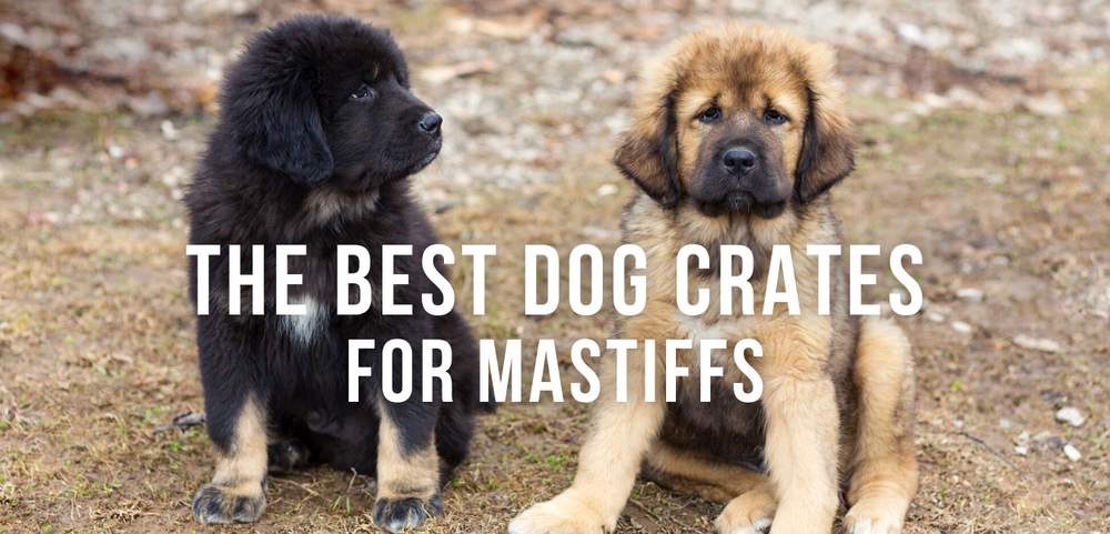 The Best Dog Crate for Mastiffs Impact Dog Crates