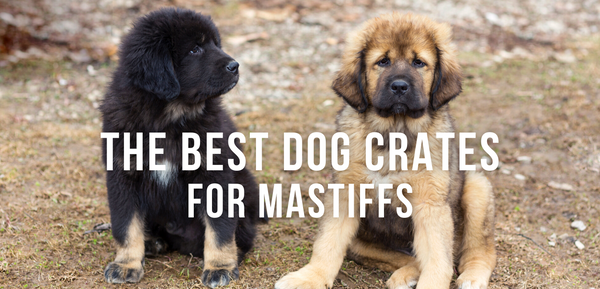 The Best Dog Crate for Mastiffs