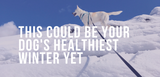 this could be your dog's healthiest winter yet