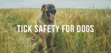 tick safety for dogs
