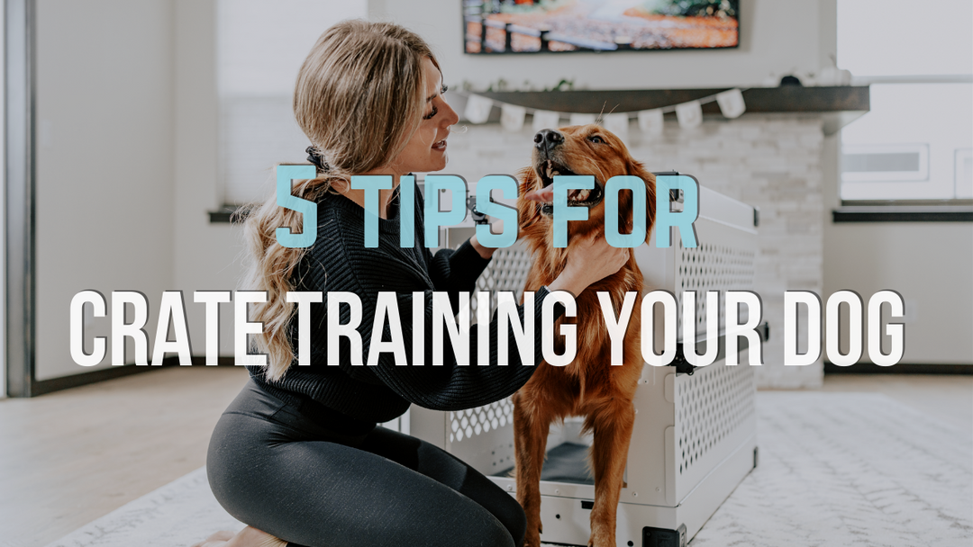 What is Crate Training? 5 Tips for Crate Training Your Dog – Impact Dog ...