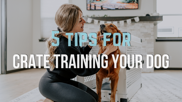 What is Crate Training? 5 Tips for Crate Training Your Dog