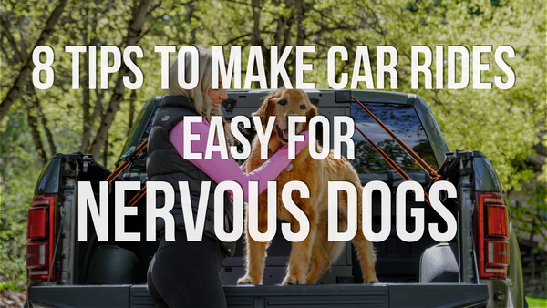 8 Tips to Make Car Rides Easy for Nervous Dogs