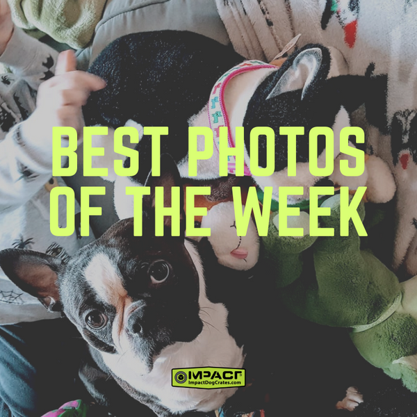 photos of the week January 12th