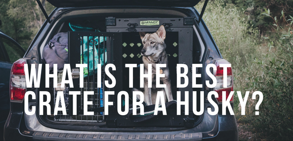 What is the Best Crate for a Husky?
