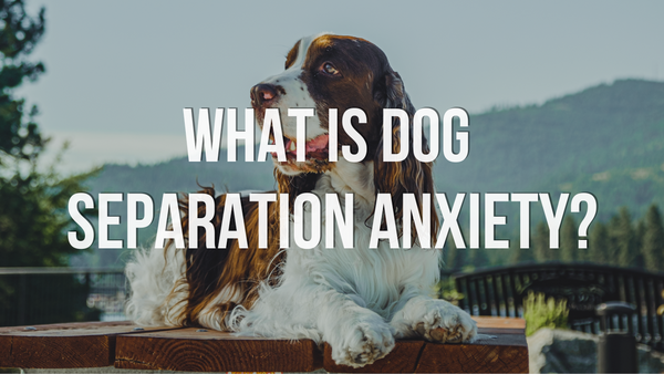 What is Dog Separation Anxiety?