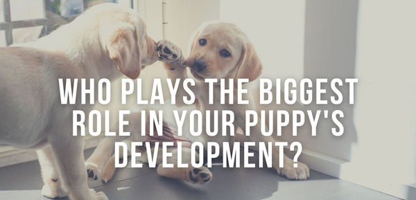 Who Plays The Biggest Role in Your Puppy's Development?