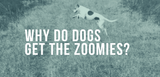 why do dogs get the zoomies