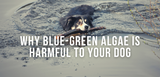 why blue-green algae is harmful to your dog