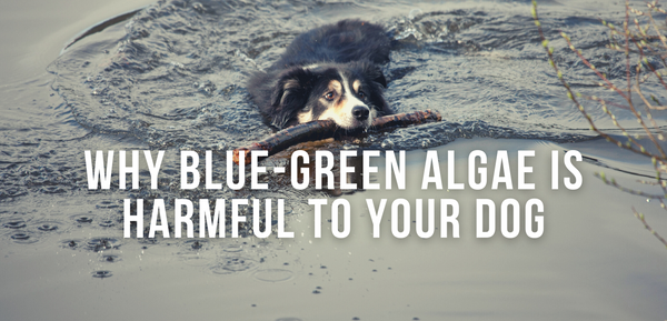 Why Is Blue-Green Algae Dangerous For Your Dog?