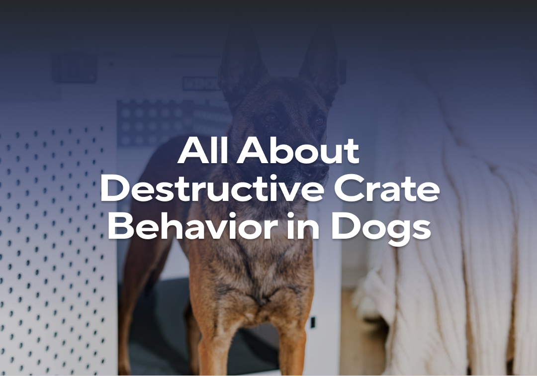 All About Destructive Crate Behavior in Dogs – Impact Dog Crates