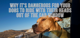 why it's dangerous for your dogs to ride with their heads out of the car window