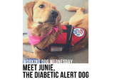 working dog wednesday: meet junie, the diabetic alert dog blog