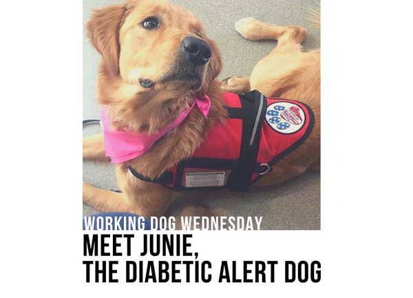 Working Dog Wednesday- Junie, the Diabetes Alert Dog!
