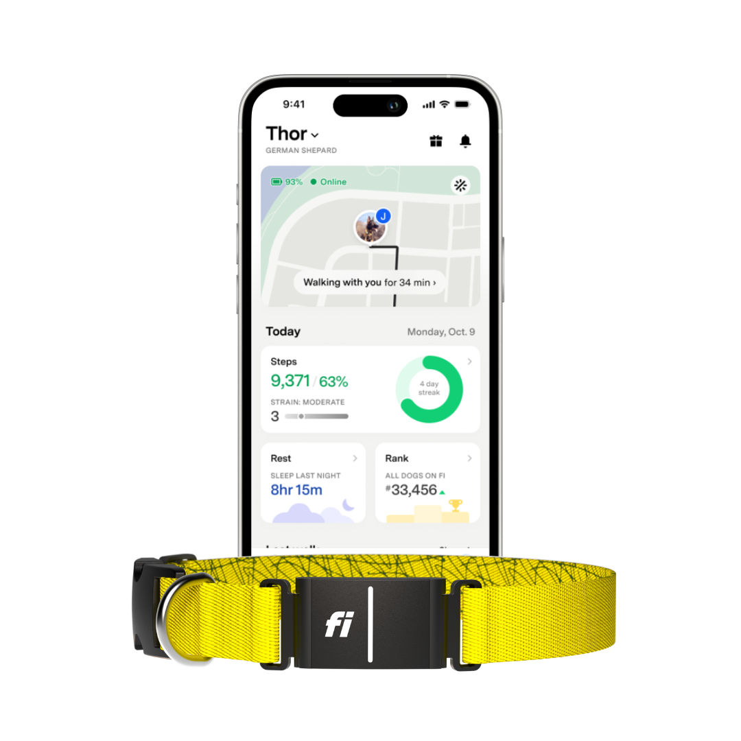 Fi Collar Series 3+ | 6 Month Membership