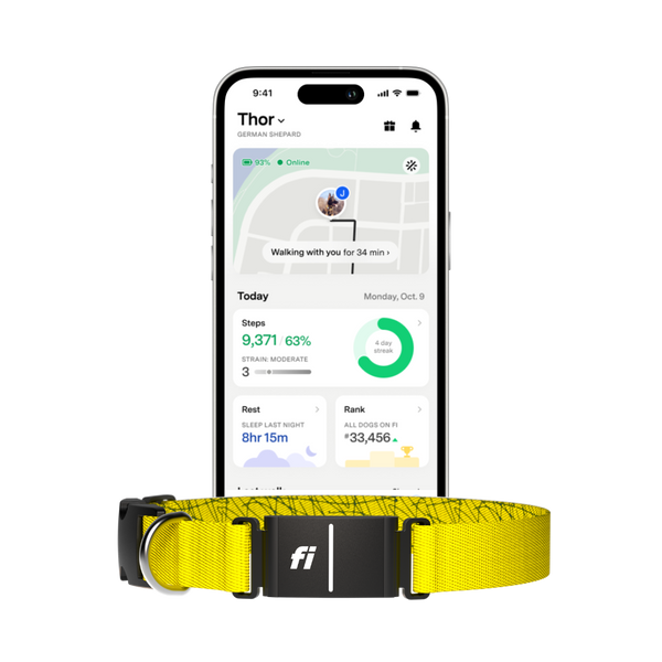 Fi Collar Series 3+ | 6 Month Membership