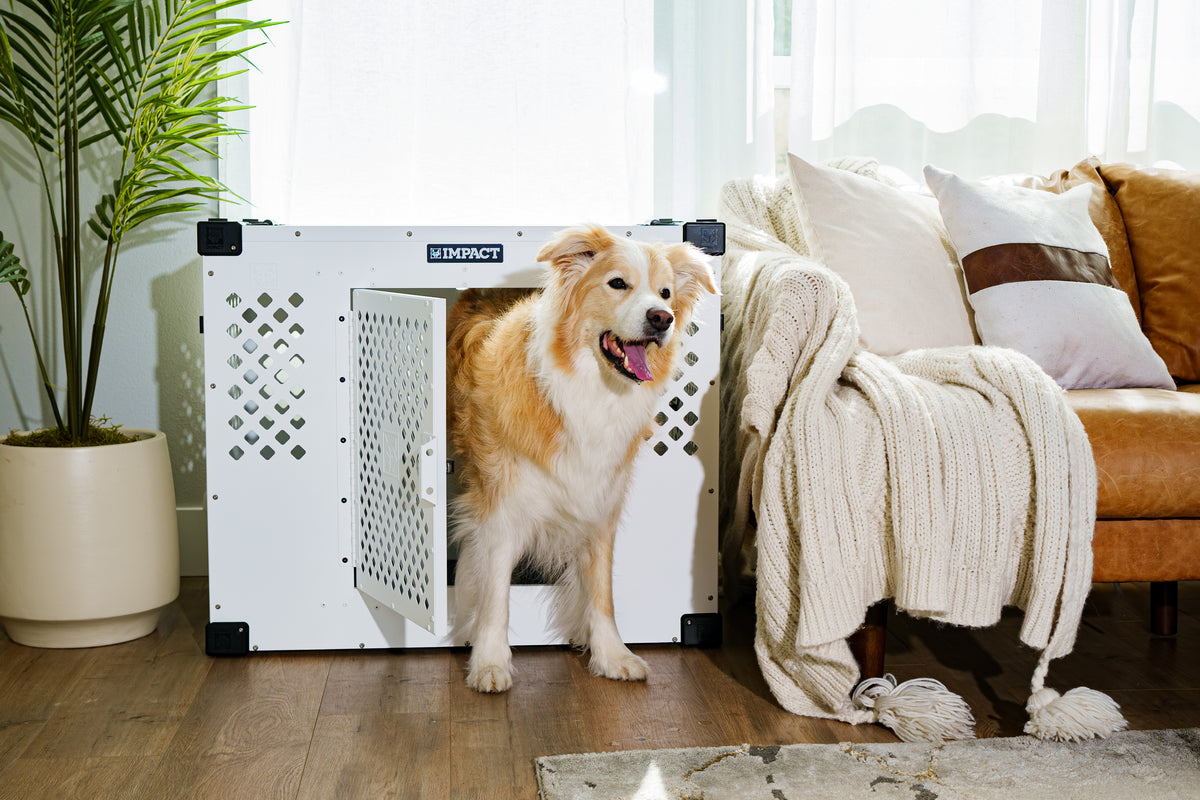 Dog stepping through the optional side door of a white Stationary Crate