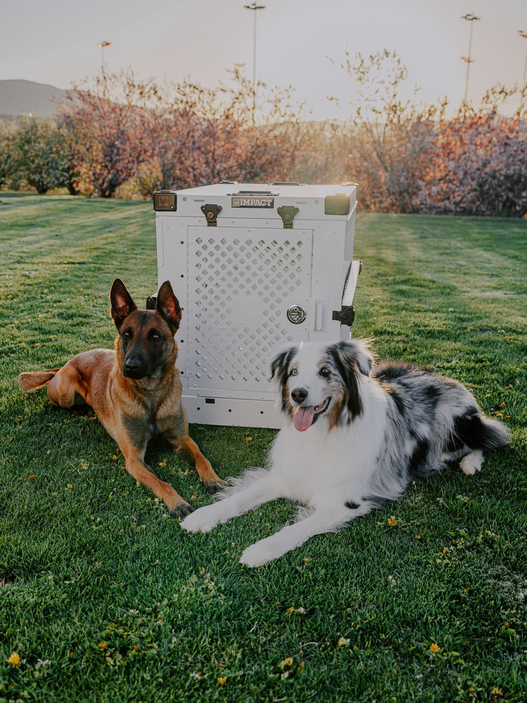 Two dogs lying on grass next to a white pet carrier with trees and grass in the background.