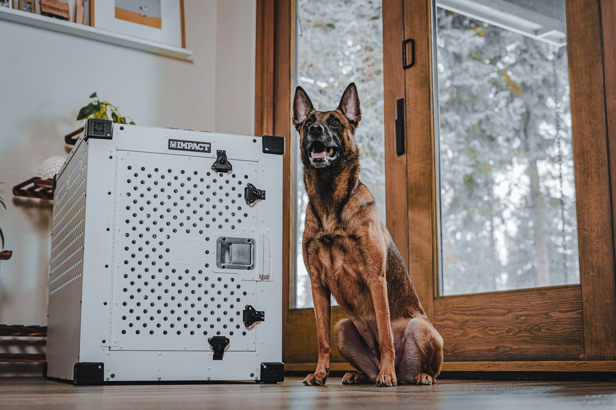 Dog sitting in front of a large white Impact High Anxiety Dog Crate with 'K9 Comfort' branding.