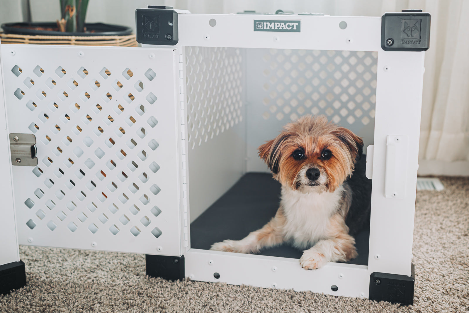 Stationary Dog Crate | Impact Dog Crates