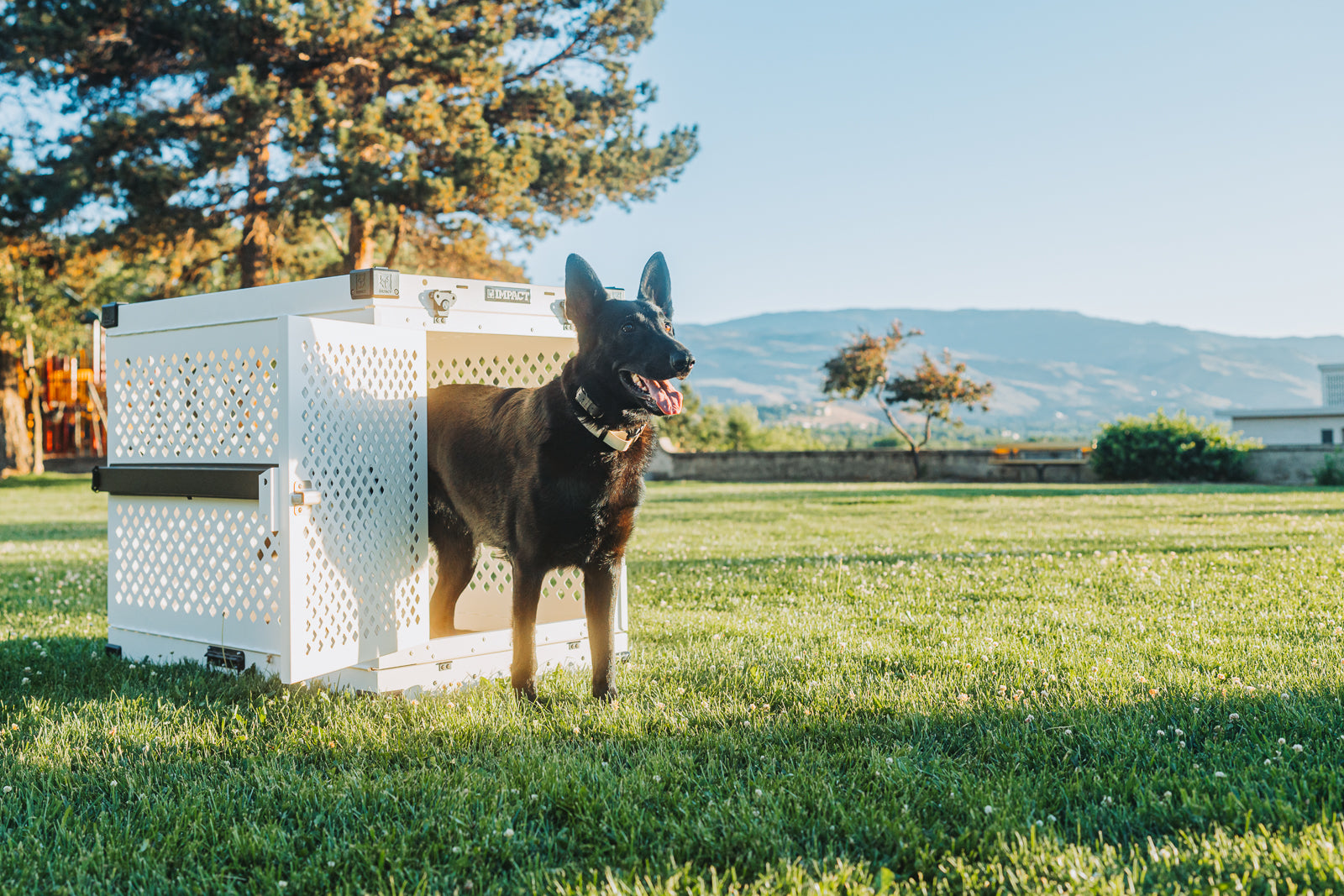 Black dog in a white crate on the grass and the sun is shining