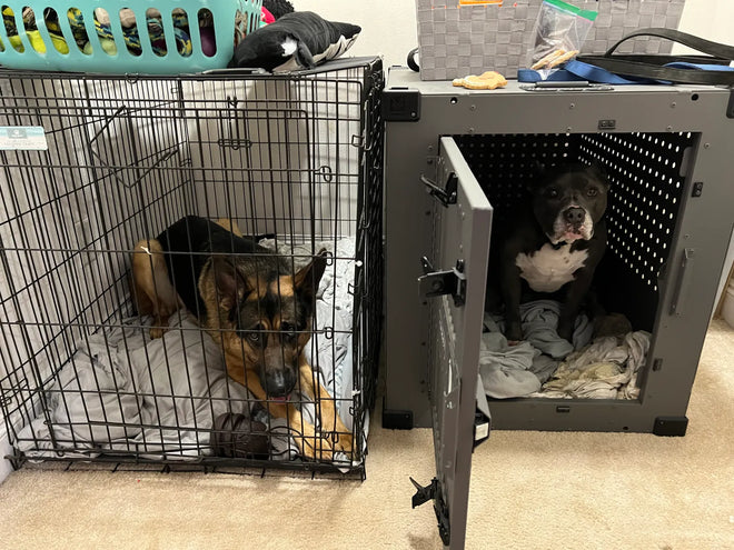 From Aggression to Affection: The Crate That Changed Everything!!
