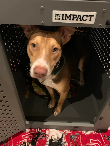 Best Kennel!!!