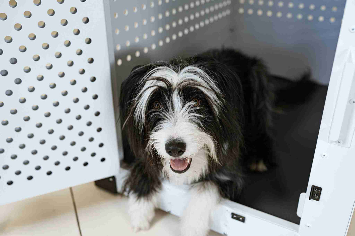 Stunning Portable Crate Walls To Calm Anxious Dogs image