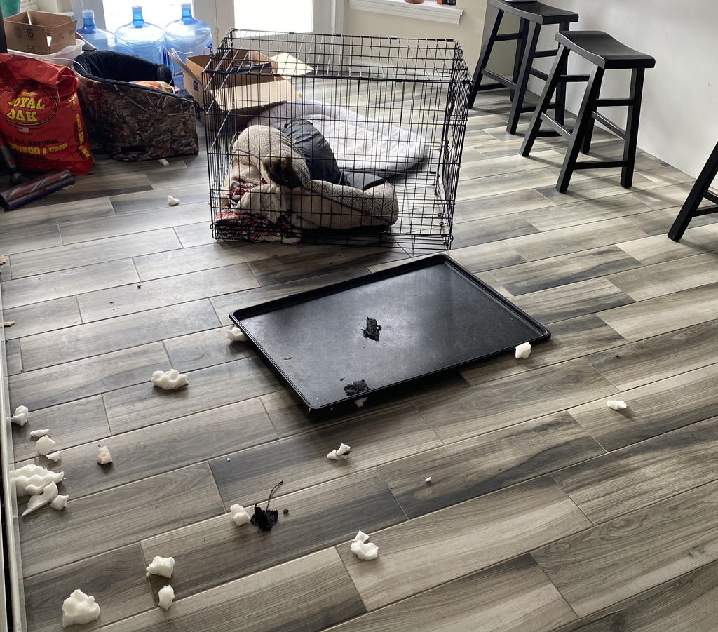 You bought a wire crate for "just naptime." They bent it in a week.