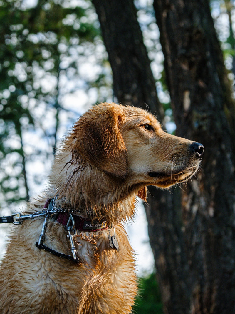 Workout Checklist.pdf Dog Sitter Checklist + Free Printable PDF | Impact – Impact Dog Crates