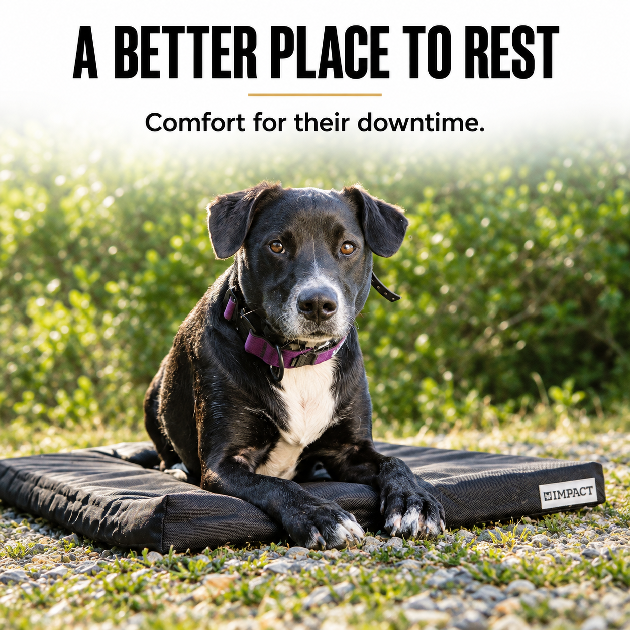 Impact Orthopedic Dog Crate Pad — Lifestyle