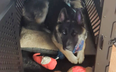 Perfect for my German Shepherd