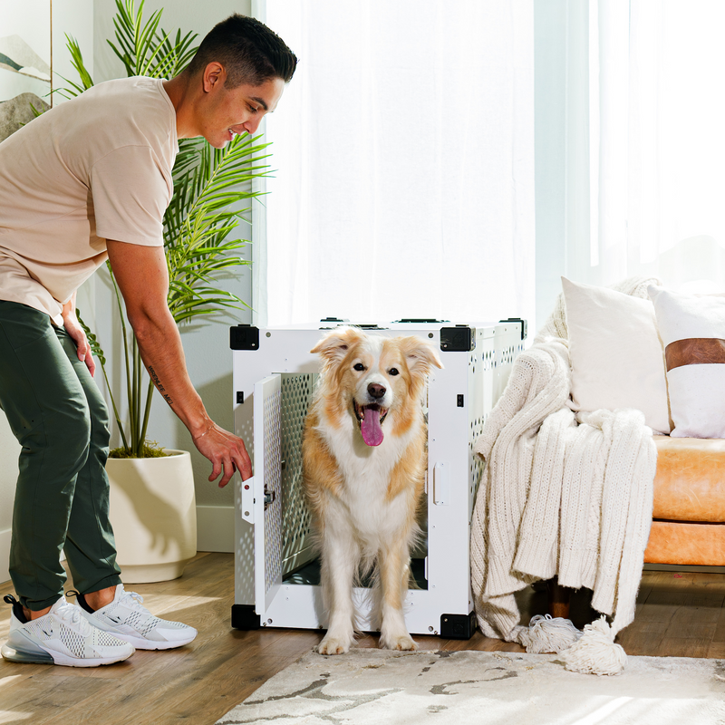 Border Collie Sitting inside of a white stationary dog crate with a side door
