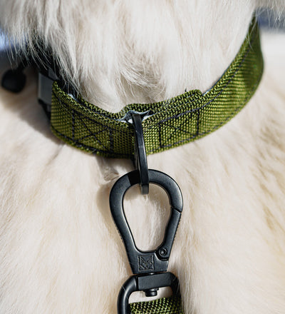 Ballistic Nylon Dog Collar