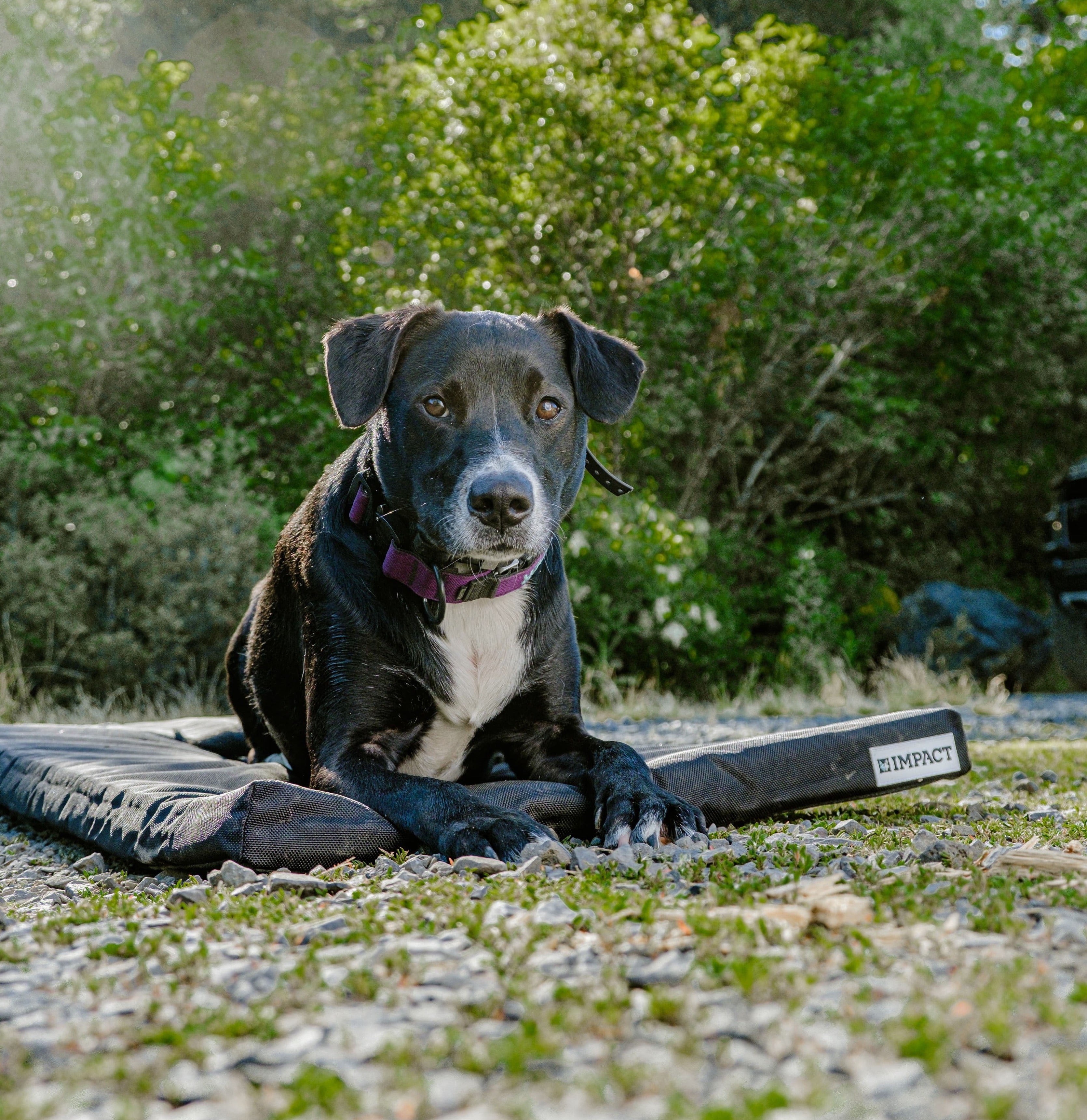 Beautiful view of Orthopedic Dog Crate With Drain