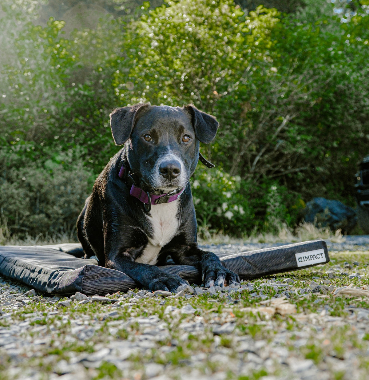 View of Orthopedic Dog Crate Pad – Impact Dog Crates
